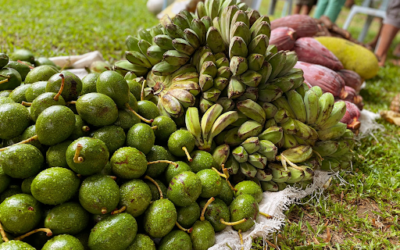 Youth-led agroecological fairs from Communities to Universities